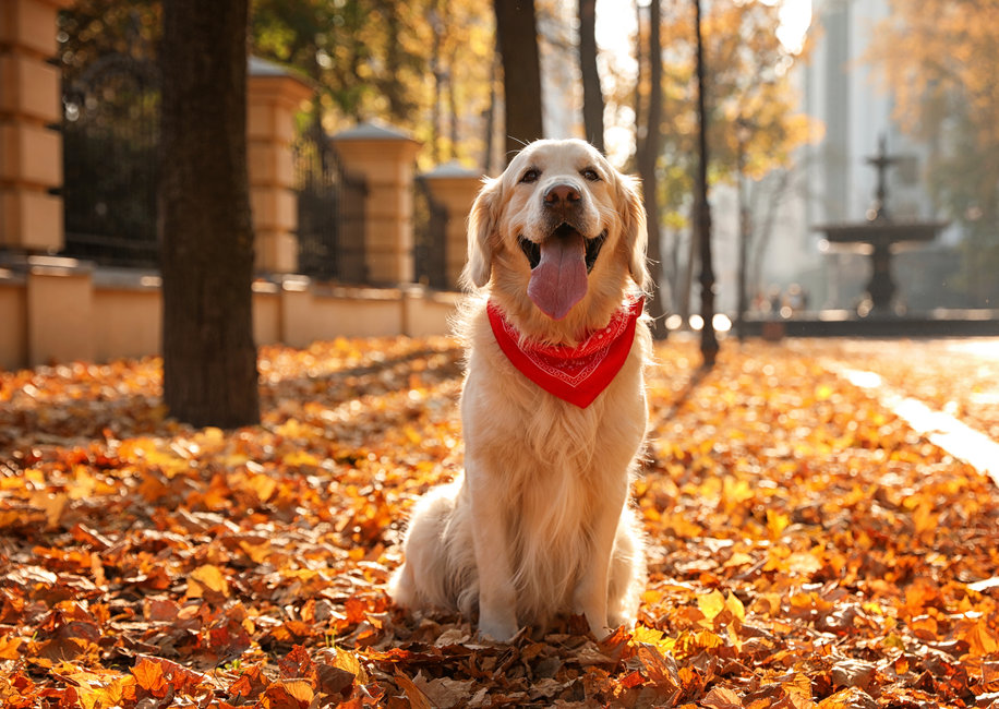 Mutuelle Golden Retriever : choisissez la meilleure couverture - ADP Assurances