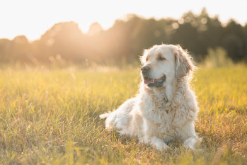 Mutuelle Golden Retriever : choisissez la meilleure couverture