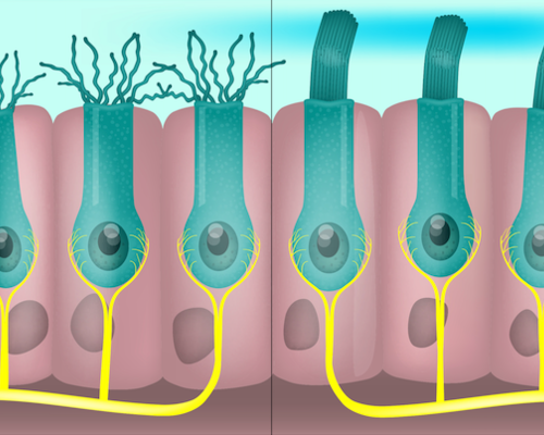 Tout savoir sur l'anatomie et le fonctionnement de l'oreille - ADP Assurances