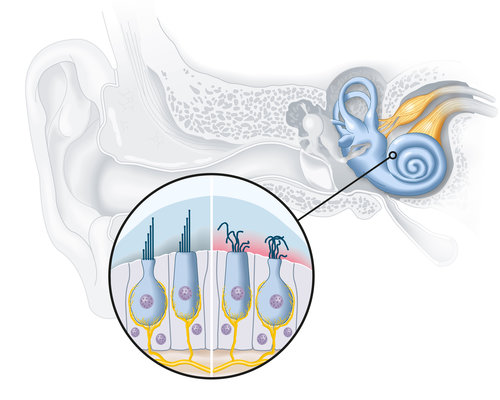 La cochlée : comprendre son rôle dans l'audition - ADP Assurances