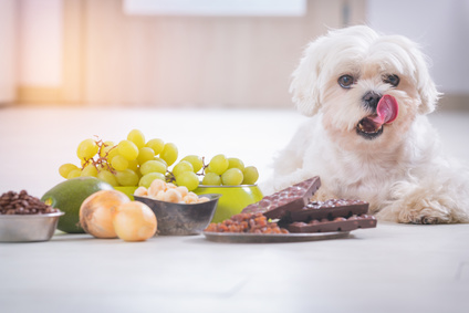 Produits dangereux pour les chiens et les chats : la liste