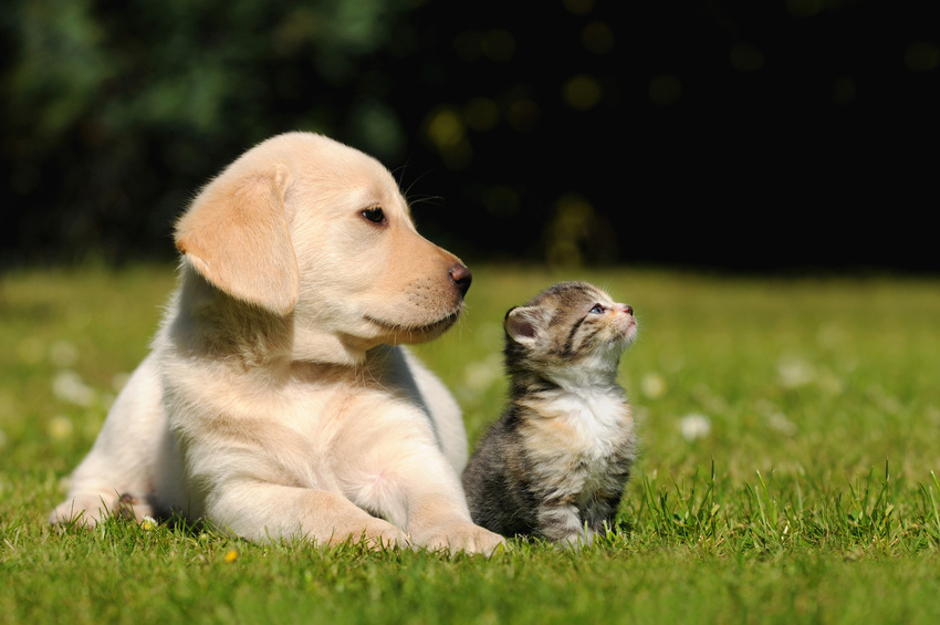 Qu'est-ce que l'assurance responsabilité civile pour animaux de compagnie ?