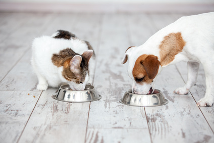 Tout savoir sur la nourriture pour nos animaux domestiques