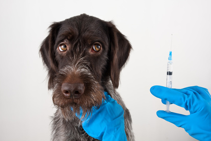 Comment protéger la santé de son animal domestique ?