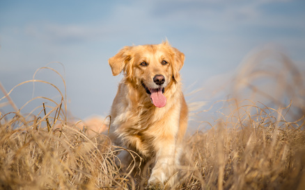 Peut-on souscrire facilement une mutuelle pour chiens spéciaux ?